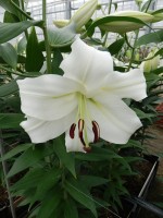 [5619 VH49 No02.JPG]